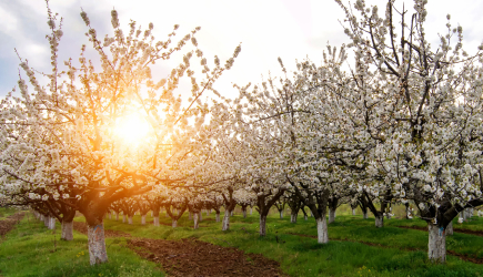 Agricultura